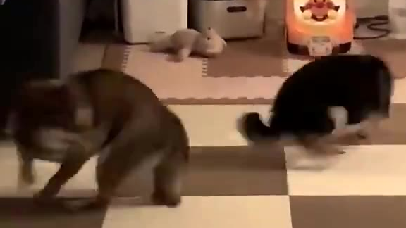 两只柴犬深夜“斗舞”